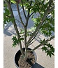 Grüner Fächer-Ahorn - Japanischer Fächer-Ahorn 'Osakazuki' | Acer palmatum 'Osakazuki'