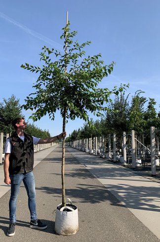 Japanischer Storaxbaum | Styrax japonicus