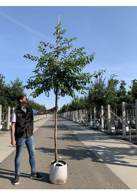 Japanischer Storaxbaum | Styrax japonicus