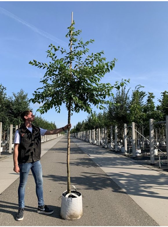 Storaxbaum | Styrax japonicus Storaxbaum | Styrax japonicus