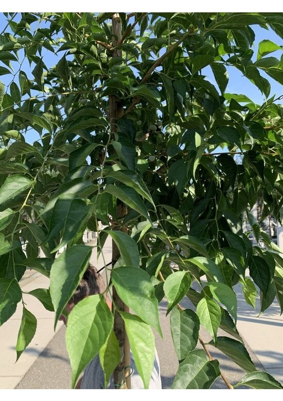 Japanischer Storaxbaum | Styrax japonicus