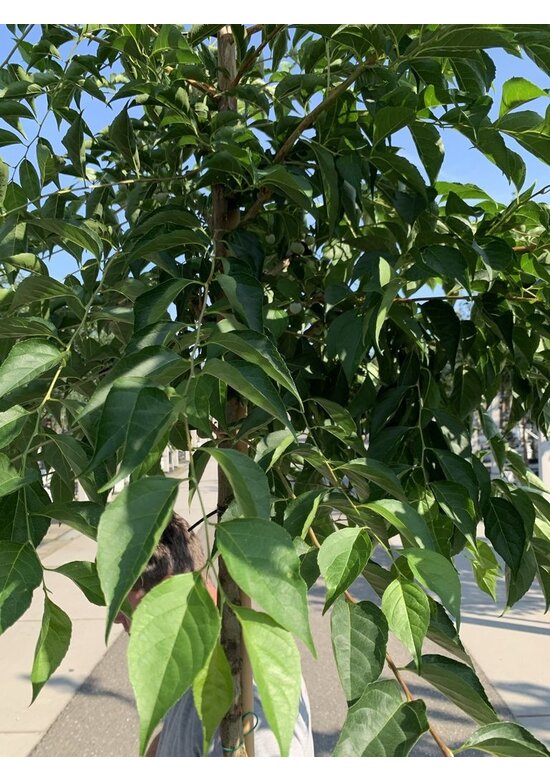 Storaxbaum | Styrax japonicus