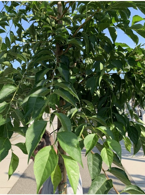 Storaxbaum | Styrax japonicus Storaxbaum | Styrax japonicus