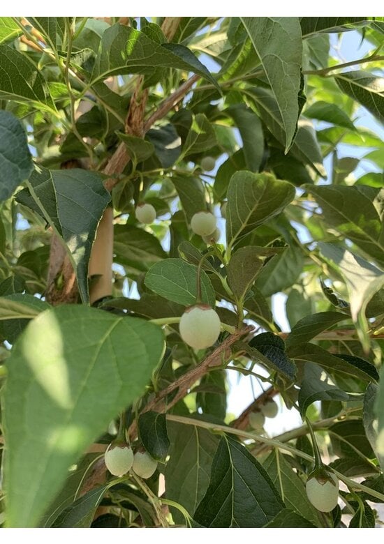 Japanischer Storaxbaum | Styrax japonicus