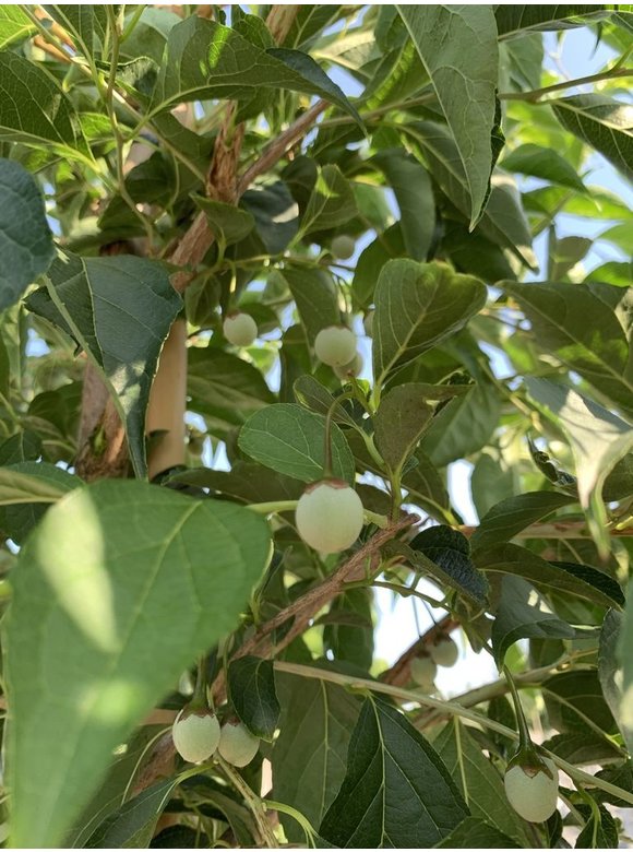 Storaxbaum | Styrax japonicus Storaxbaum | Styrax japonicus