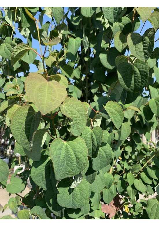 Lebkuchenbaum Mehrstämmig | Cercidiphyllum japonicum