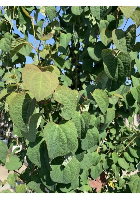 Lebkuchenbaum Mehrstämmig | Cercidiphyllum japonicum