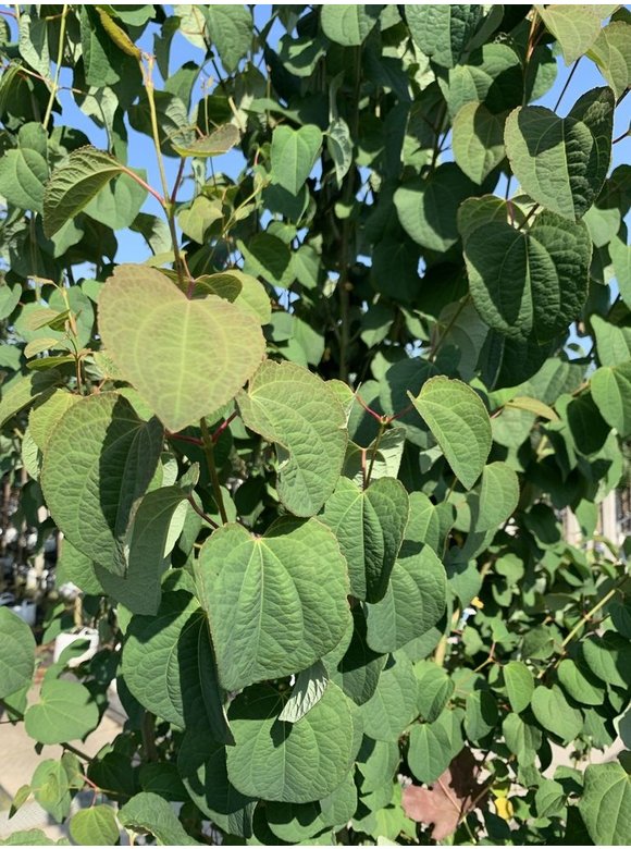Lebkuchenbaum - Judasblattbaum - Katsurabaum - Mehrstämmig | Cercidiphyllum japonicum Lebkuchenbaum - Judasblattbaum - Katsurabaum - Mehrstämmig | Cercidiphyllum japonicum