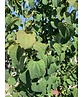 Lebkuchenbaum Mehrstämmig | Cercidiphyllum japonicum