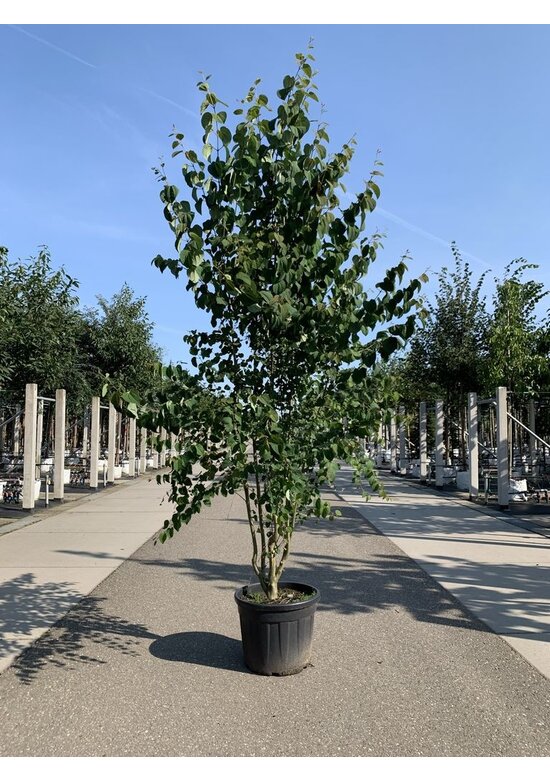 Lebkuchenbaum Mehrstämmig | Cercidiphyllum japonicum