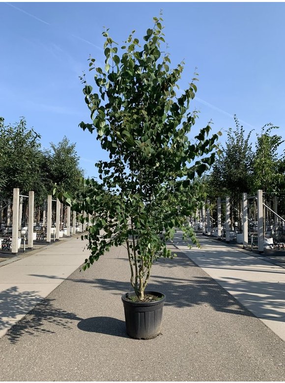 Judasblatt | Lebkuchenbaum Mehrstämmig | Cercidiphyllum japonicum Mehrstämmig Judasblatt | Lebkuchenbaum Mehrstämmig | Cercidiphyllum japonicum Mehrstämmig