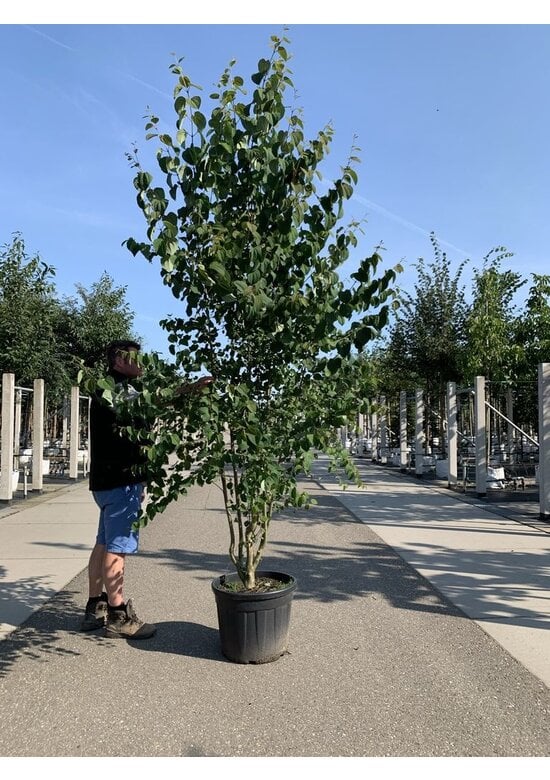 Lebkuchenbaum Mehrstämmig | Cercidiphyllum japonicum