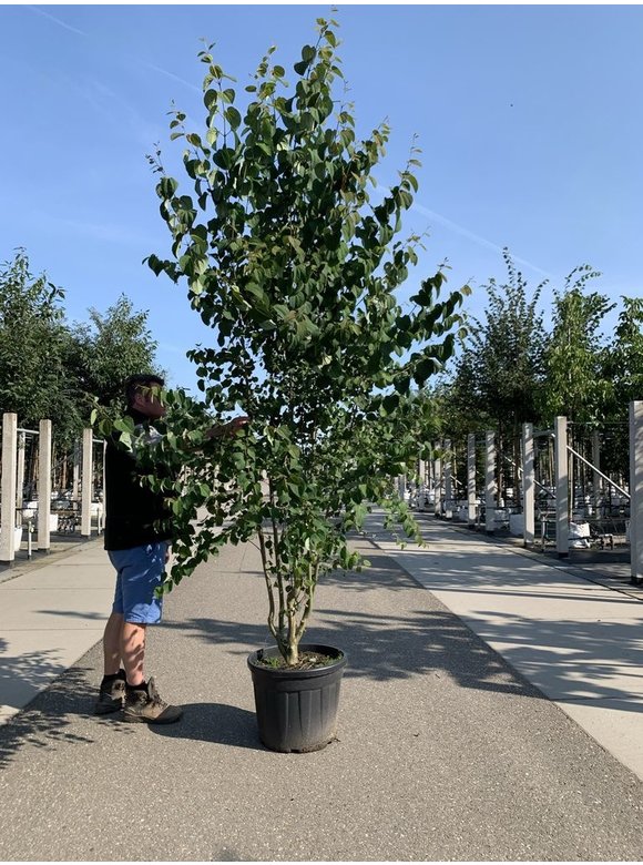 Lebkuchenbaum - Judasblattbaum - Katsurabaum - Mehrstämmig | Cercidiphyllum japonicum Lebkuchenbaum - Judasblattbaum - Katsurabaum - Mehrstämmig | Cercidiphyllum japonicum