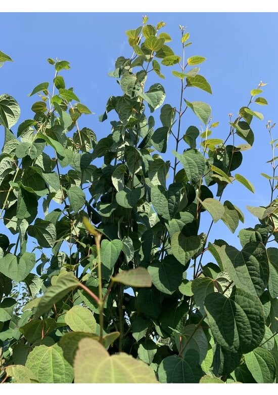 Lebkuchenbaum Mehrstämmig | Cercidiphyllum japonicum