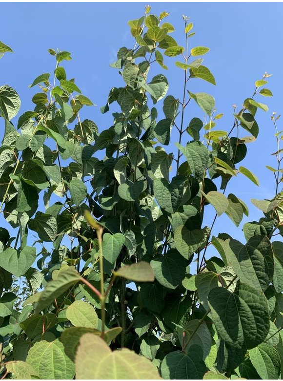 Lebkuchenbaum - Judasblattbaum - Katsurabaum - Mehrstämmig | Cercidiphyllum japonicum Lebkuchenbaum - Judasblattbaum - Katsurabaum - Mehrstämmig | Cercidiphyllum japonicum