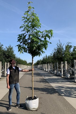 Amerikanischer Amberbaum 'Palo Alto' | Liquidambar styraciflua 'Palo Alto' Amerikanischer Amberbaum 'Palo Alto' | Liquidambar styraciflua 'Palo Alto'