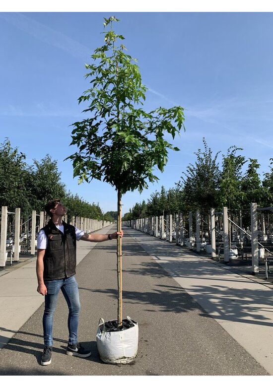 Amerikanischer Amberbaum 'Palo Alto' | Liquidambar styraciflua 'Palo Alto'