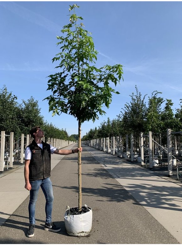 Amerikanischer Amberbaum 'Palo Alto' | Liquidambar styraciflua 'Palo Alto' Amerikanischer Amberbaum 'Palo Alto' | Liquidambar styraciflua 'Palo Alto'