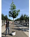 Amerikanischer Amberbaum 'Palo Alto' | Liquidambar styraciflua 'Palo Alto'