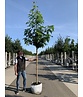 Amerikanischer Amberbaum 'Palo Alto' | Liquidambar styraciflua 'Palo Alto'