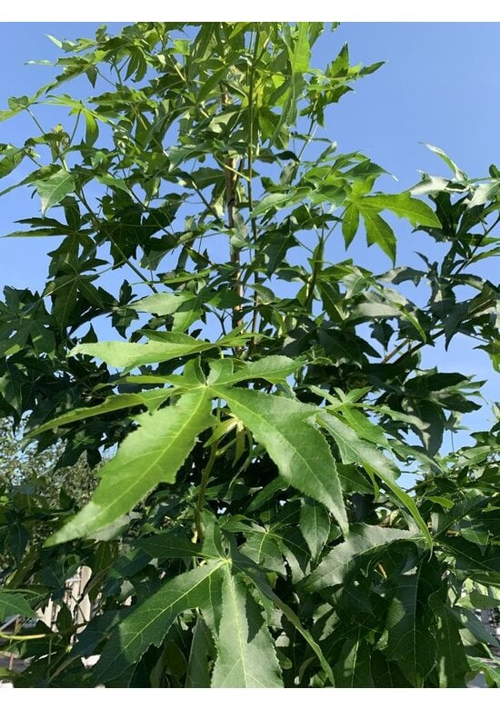 Amerikanischer Amberbaum 'Palo Alto' | Liquidambar styraciflua 'Palo Alto'