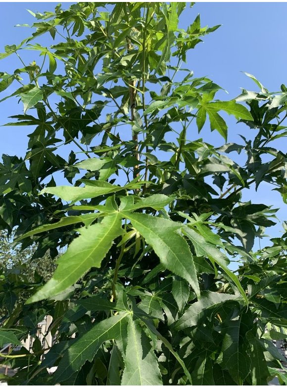 Amerikanischer Amberbaum 'Palo Alto' | Liquidambar styraciflua 'Palo Alto' Amerikanischer Amberbaum 'Palo Alto' | Liquidambar styraciflua 'Palo Alto'