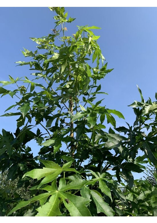 Amerikanischer Amberbaum 'Palo Alto' | Liquidambar styraciflua 'Palo Alto'