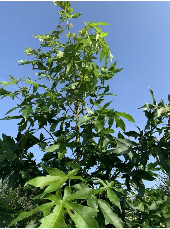 Amerikanischer Amberbaum 'Palo Alto' | Liquidambar styraciflua 'Palo Alto' Amerikanischer Amberbaum 'Palo Alto' | Liquidambar styraciflua 'Palo Alto'