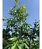 Amerikanischer Amberbaum 'Palo Alto' | Liquidambar styraciflua 'Palo Alto'