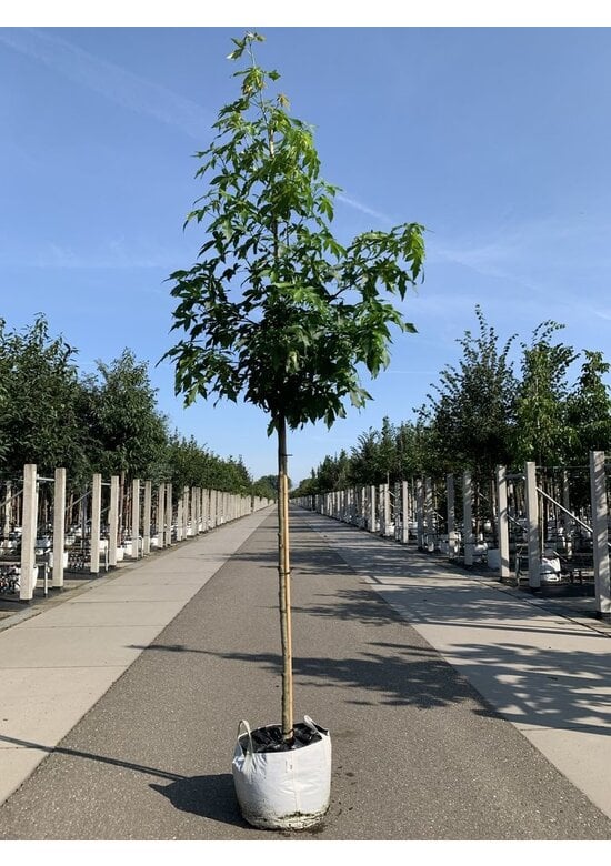 Amerikanischer Amberbaum 'Palo Alto' | Liquidambar styraciflua 'Palo Alto'