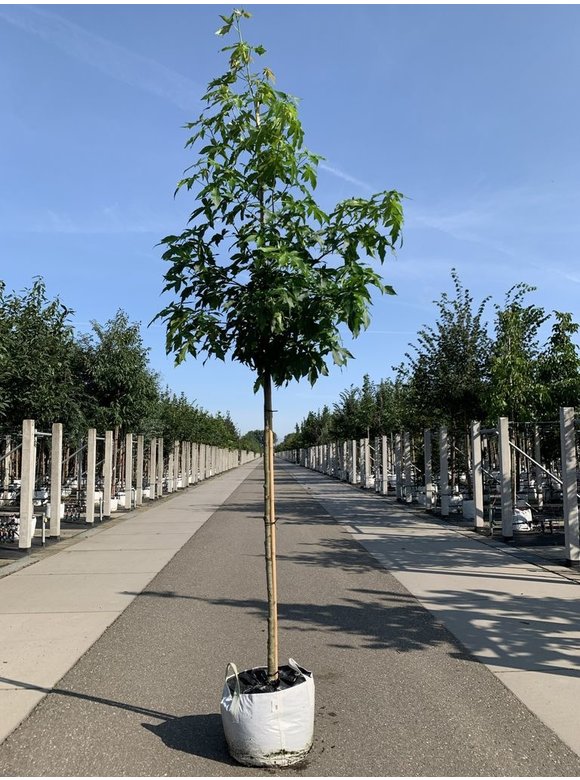 Amerikanischer Amberbaum 'Palo Alto' | Liquidambar styraciflua 'Palo Alto' Amerikanischer Amberbaum 'Palo Alto' | Liquidambar styraciflua 'Palo Alto'
