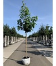 Amerikanischer Amberbaum 'Palo Alto' | Liquidambar styraciflua 'Palo Alto'