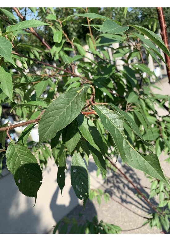 Mahagoni-Kirsche - Tibetanische Berg-Kirsche - Mehrstämmig | Prunus serrula