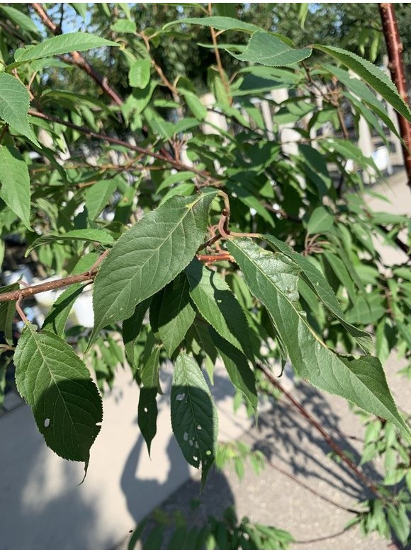 Mahagoni-Kirsche - Tibetanische Berg-Kirsche - Mehrstämmig | Prunus serrula Mahagoni-Kirsche - Tibetanische Berg-Kirsche - Mehrstämmig | Prunus serrula