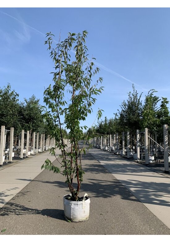 Mahagoni-Kirsche - Tibetanische Berg-Kirsche - Mehrstämmig | Prunus serrula Mahagoni-Kirsche - Tibetanische Berg-Kirsche - Mehrstämmig | Prunus serrula