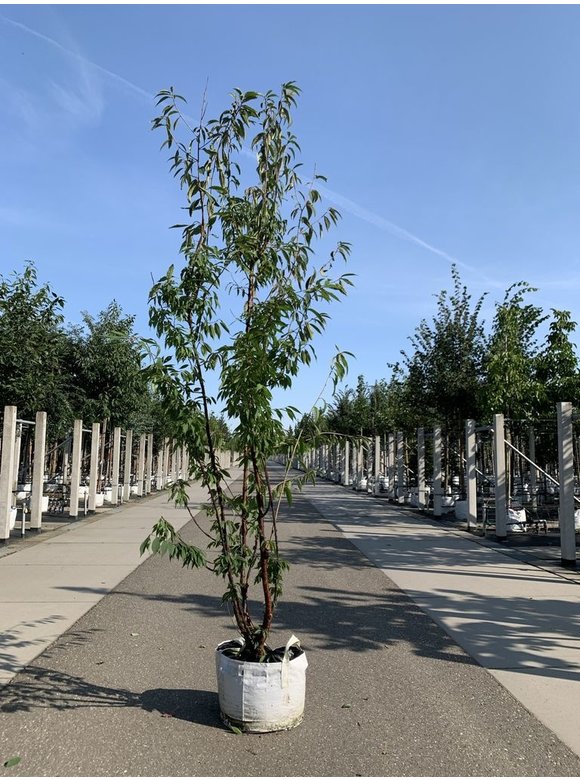 Mahagoni-Kirsche - Tibetanische Berg-Kirsche - Mehrstämmig | Prunus serrula Mahagoni-Kirsche - Tibetanische Berg-Kirsche - Mehrstämmig | Prunus serrula
