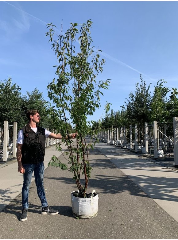 Mahagoni-Kirsche - Tibetanische Berg-Kirsche - Mehrstämmig | Prunus serrula Mahagoni-Kirsche - Tibetanische Berg-Kirsche - Mehrstämmig | Prunus serrula