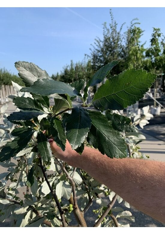 Großlaubige Mehlbeere 'Magnifica' | Sorbus aria 'Magnifica'