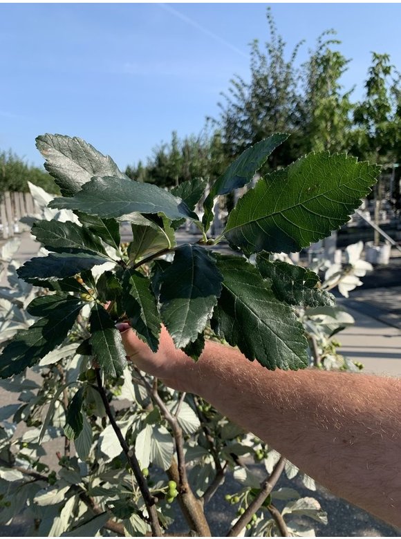 Großlaubige Mehlbeere 'Magnifica' | Sorbus aria 'Magnifica' Großlaubige Mehlbeere 'Magnifica' | Sorbus aria 'Magnifica'