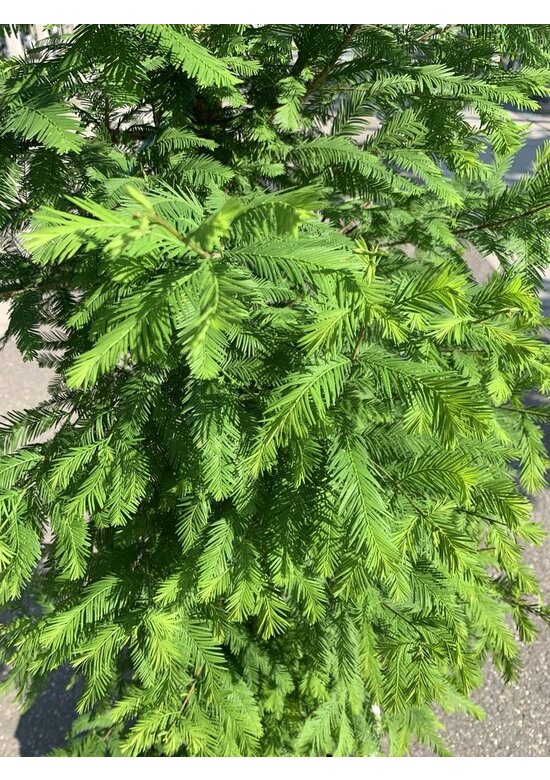 Sumpfzypresse | Taxodium distichum