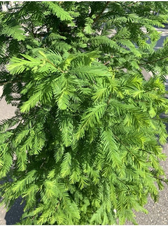 Sumpfzypresse | Taxodium distichum Sumpfzypresse | Taxodium distichum