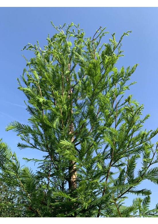 Sumpfzypresse | Taxodium distichum