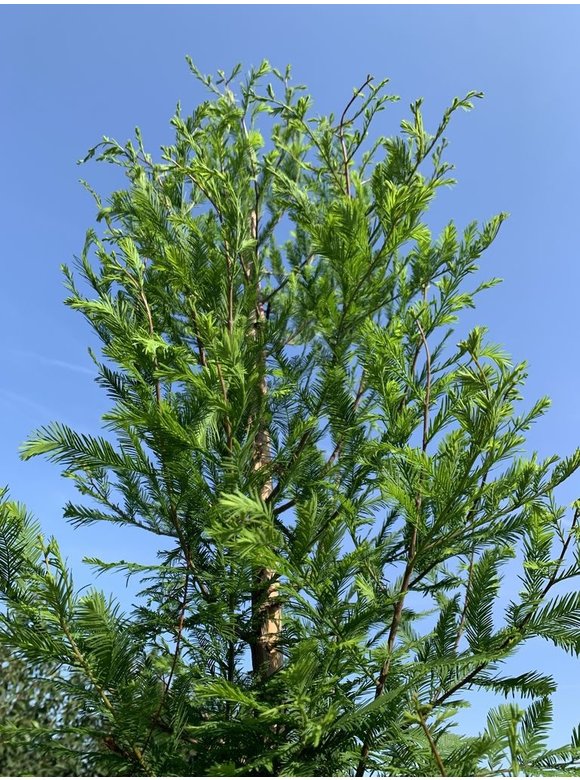 Sumpfzypresse | Taxodium distichum Sumpfzypresse | Taxodium distichum