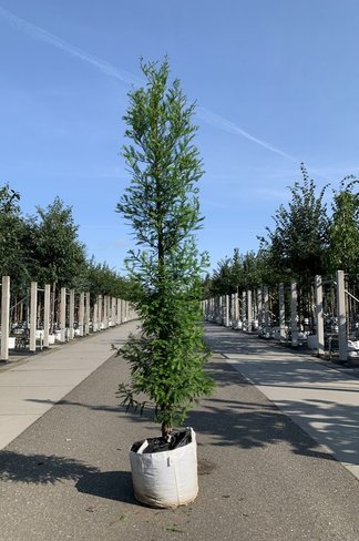 Sumpfzypresse | Taxodium distichum Sumpfzypresse | Taxodium distichum
