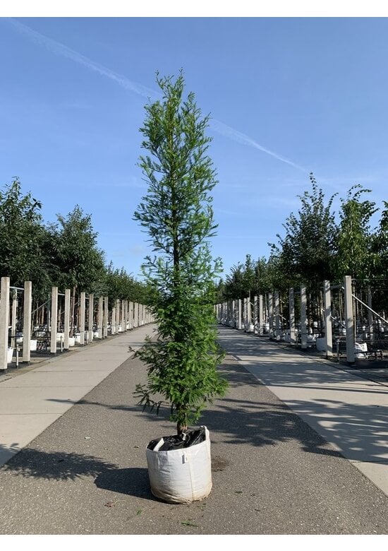 Sumpfzypresse | Taxodium distichum