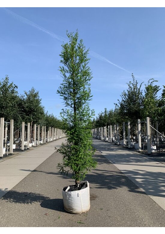 Sumpfzypresse | Taxodium distichum