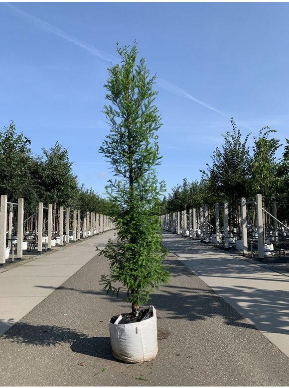 Sumpfzypresse | Taxodium distichum Sumpfzypresse | Taxodium distichum