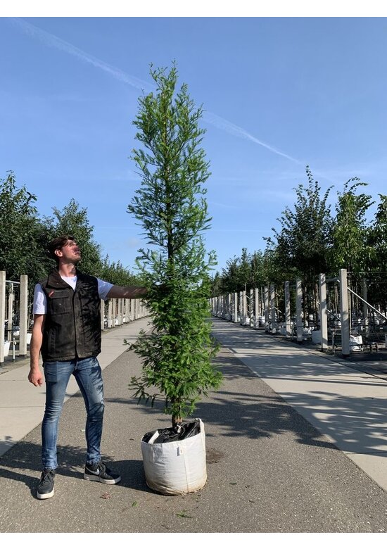 Sumpfzypresse | Taxodium distichum