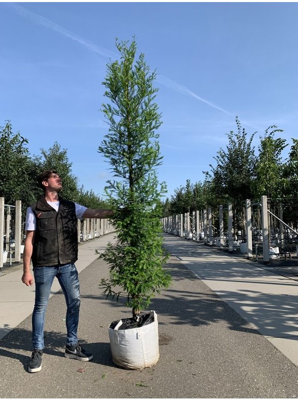 Sumpfzypresse | Taxodium distichum Sumpfzypresse | Taxodium distichum