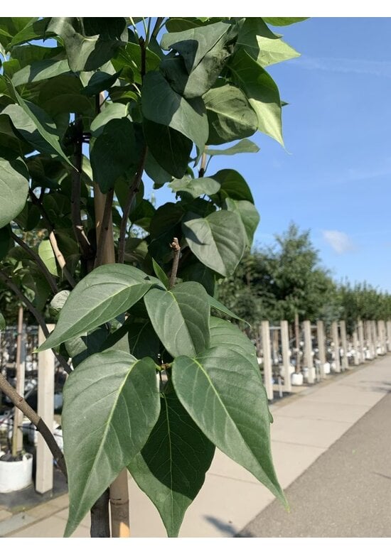 Edelflieder 'Andenken an Ludwig Späth' | Syringa vulgaris 'Andenken an Ludwig Späth'